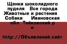 Щенки шоколадного пуделя - Все города Животные и растения » Собаки   . Ивановская обл.,Тейковский р-н